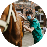 Veterinarios