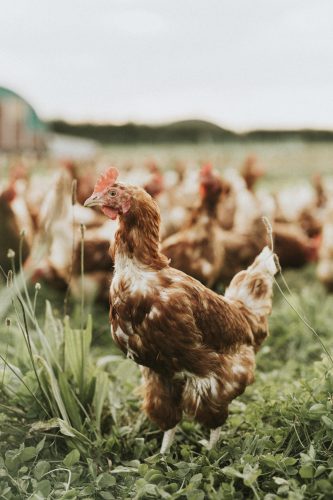 Flock of hens at a farm